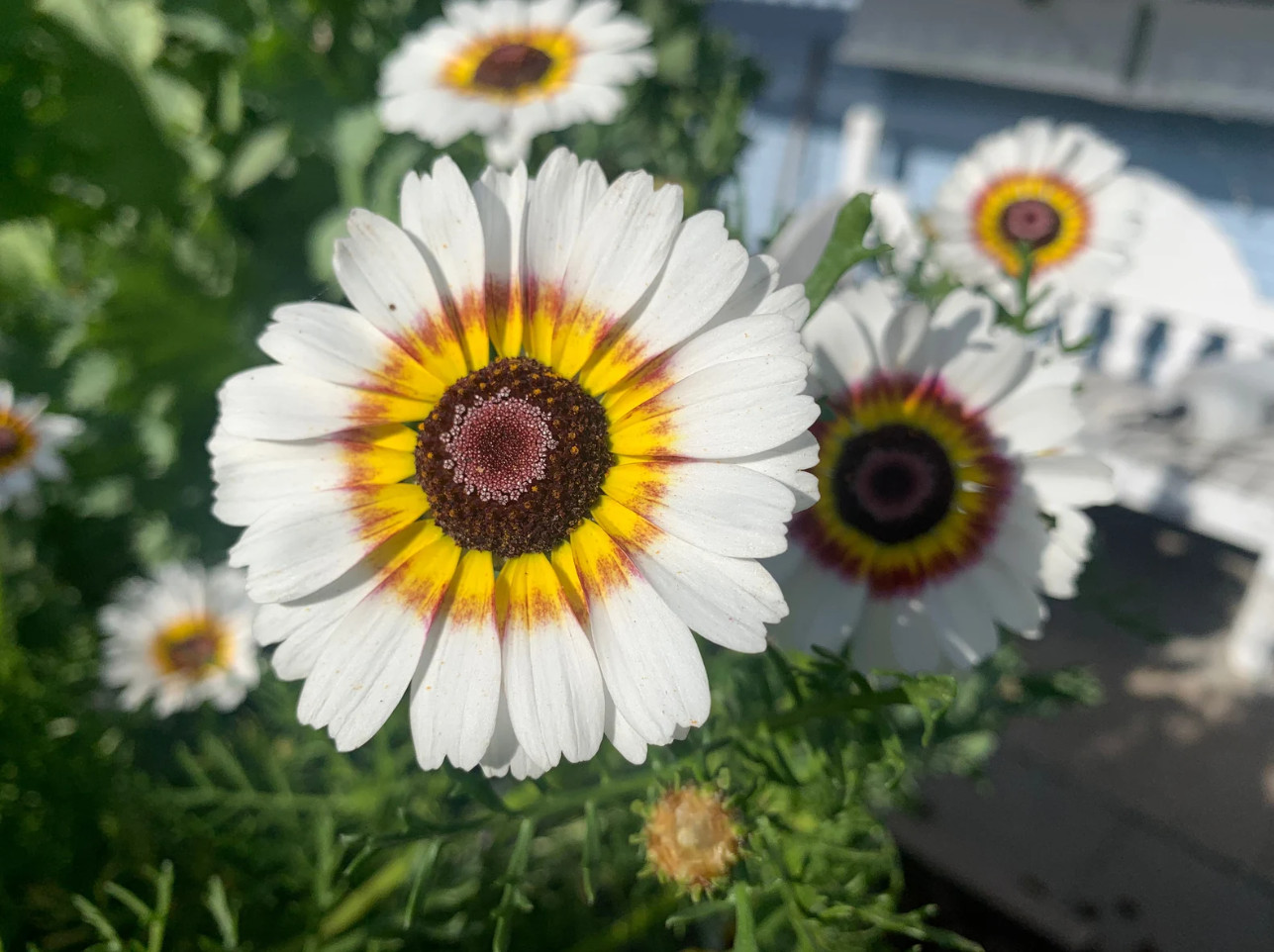 100 Seeds| Painted Daisy Seeds #N008