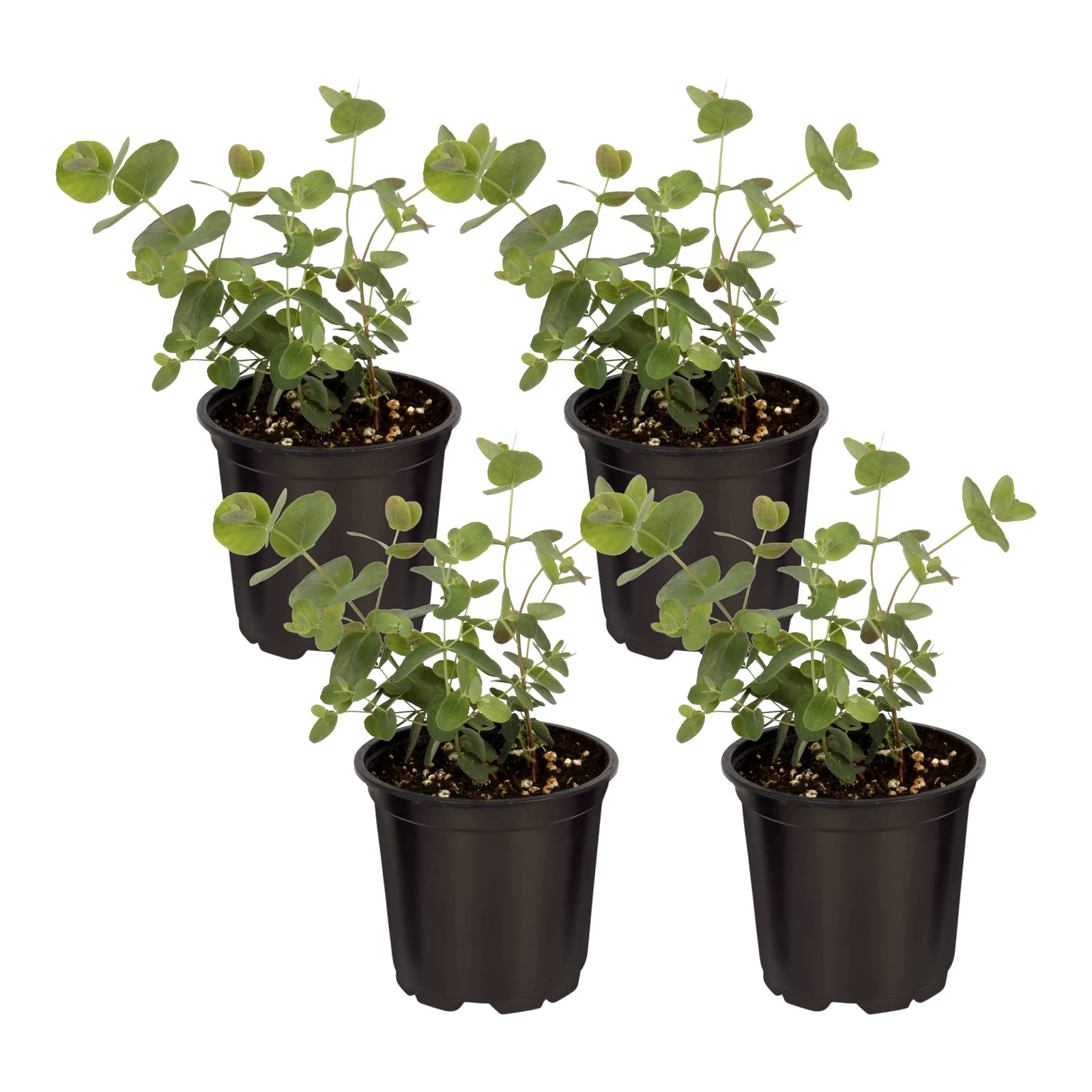Live Aromatic and Edible Herb – Eucalyptus (4 Per Pack) – Assorted Varieties,…