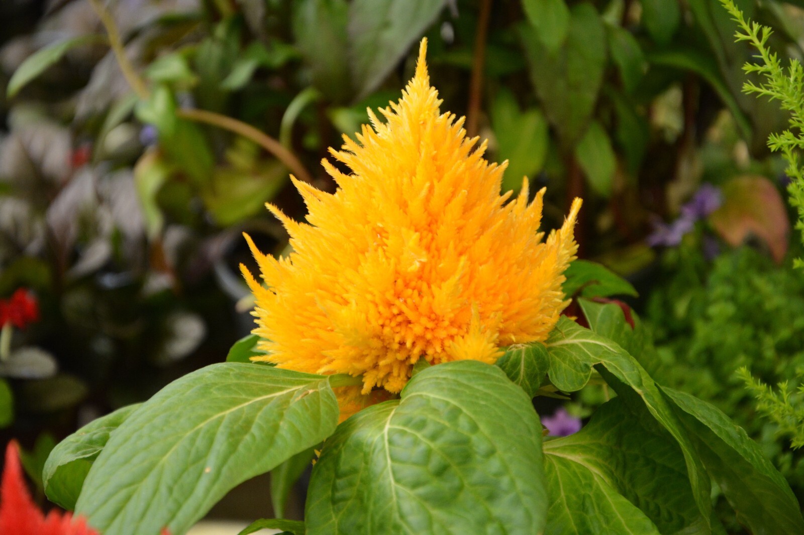 Flower Seeds- Yellow Feather Celosia- 100 Seeds