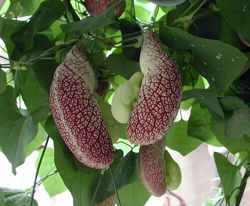 Aristolochia Littoralis Vine, 10 Seeds Calico Flower, Elegans Dutchman’s Pipe