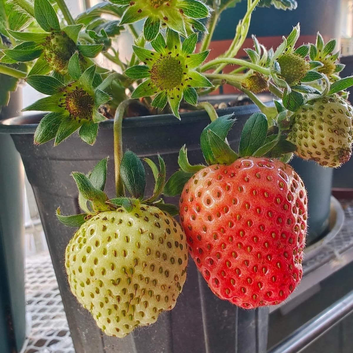 Delicious 300+ Giant Strawberry Seeds – Complete Growing Guide Included
