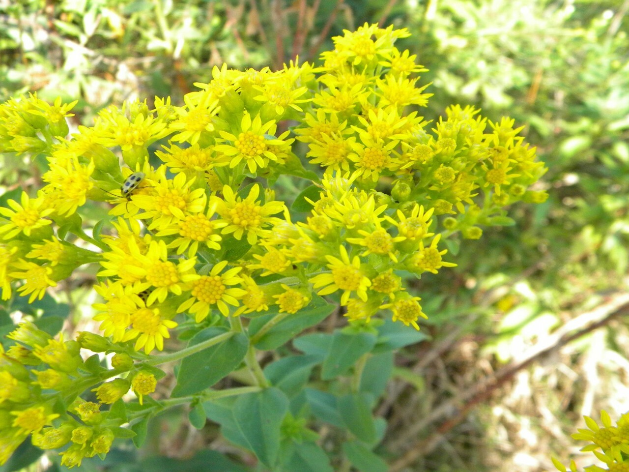100+STIFF GOLDENROD Seeds Native Wildflower Drought Heat Cold Autumn Flowers
