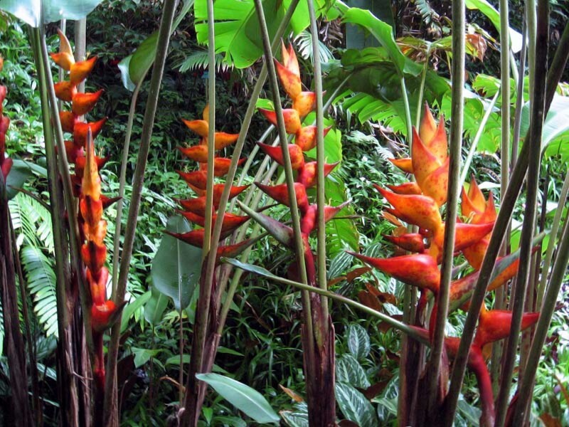 5 SPLASH (Heliconia champneiana) SEEDS Lobster Claw Flower Banana Like Rare