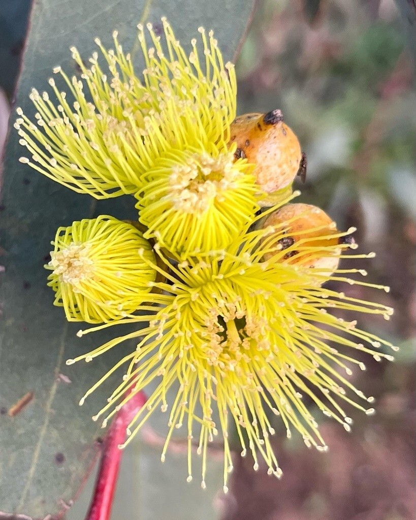 20+ Eucalyptus woodwardii Seeds – ‘Gungurra’, ‘Lemon-flowered Mallee’