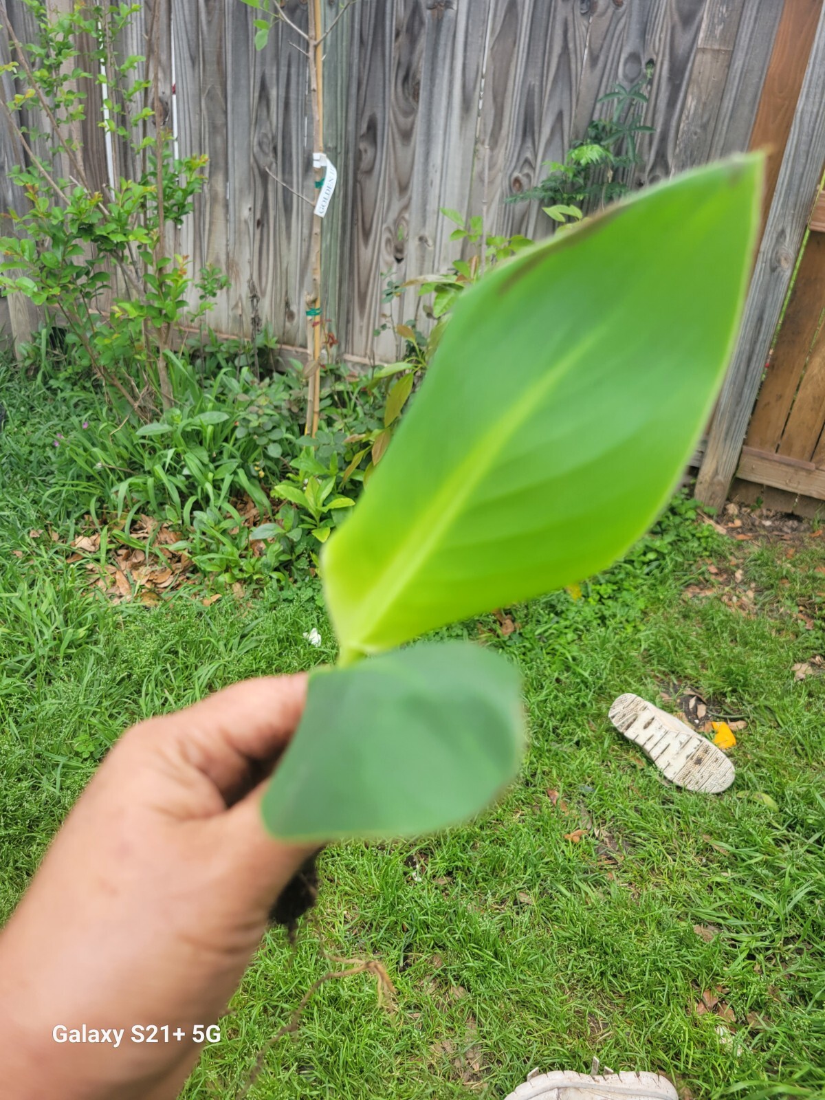 1 Red Canna Plant Red Flowers Tall Plan Of ( Leaf Lily Rhizomes