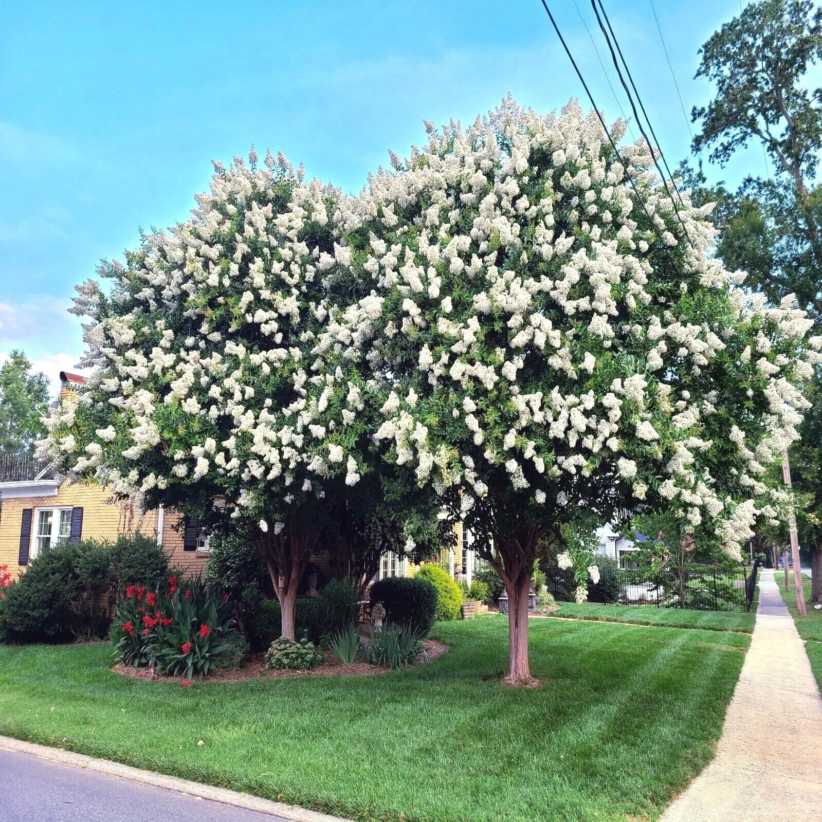 50 Seeds Japanese White Lilac Tree Flowers Cold Hardy Attracts Pollinators 2025
