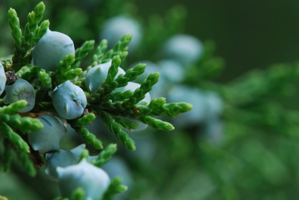 Eastern Red Cedar (Juniperus virginiana), 50 seeds