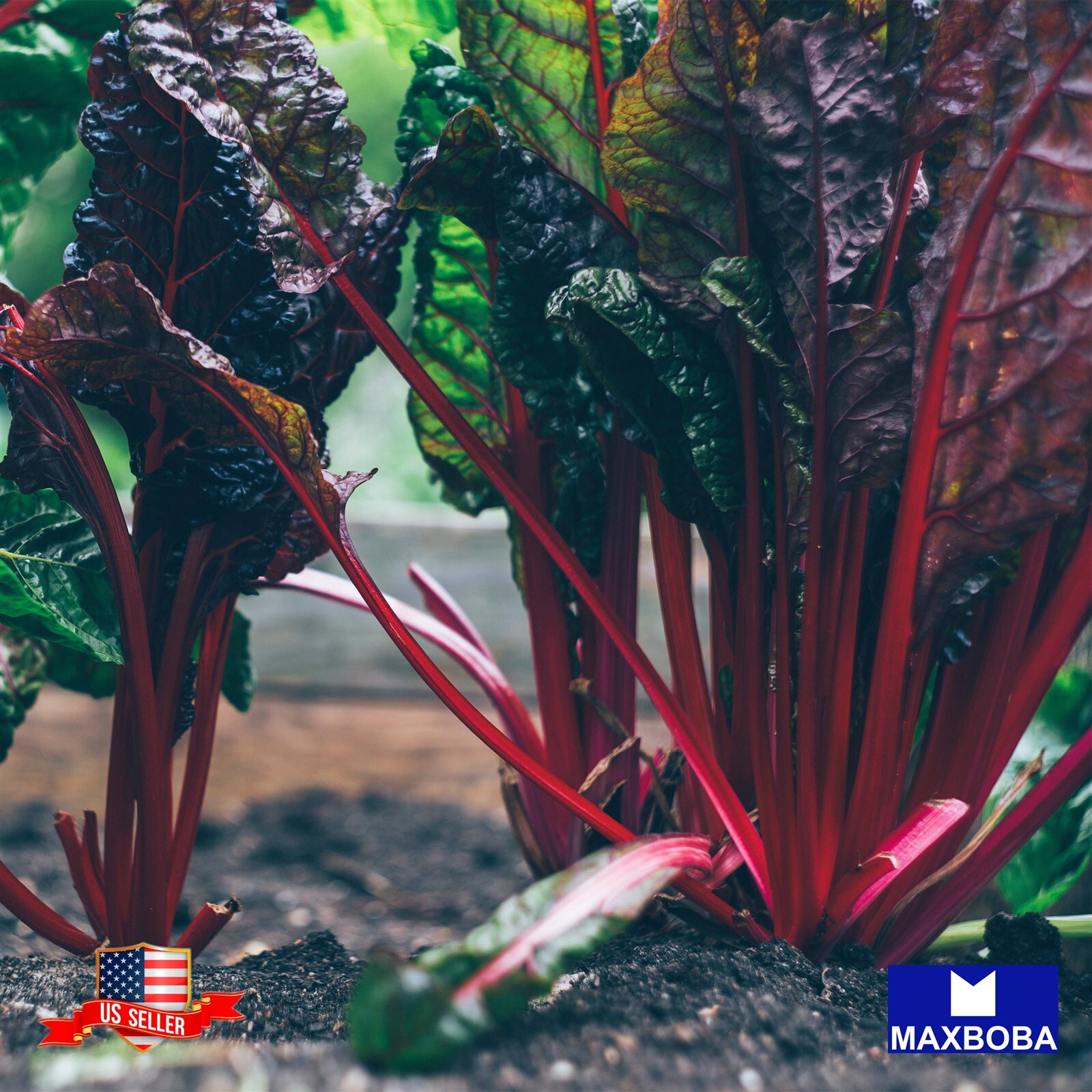 Swiss Chard Seeds – Ruby Red – Organic Non-GMO Heirloom and Vegetable Garden