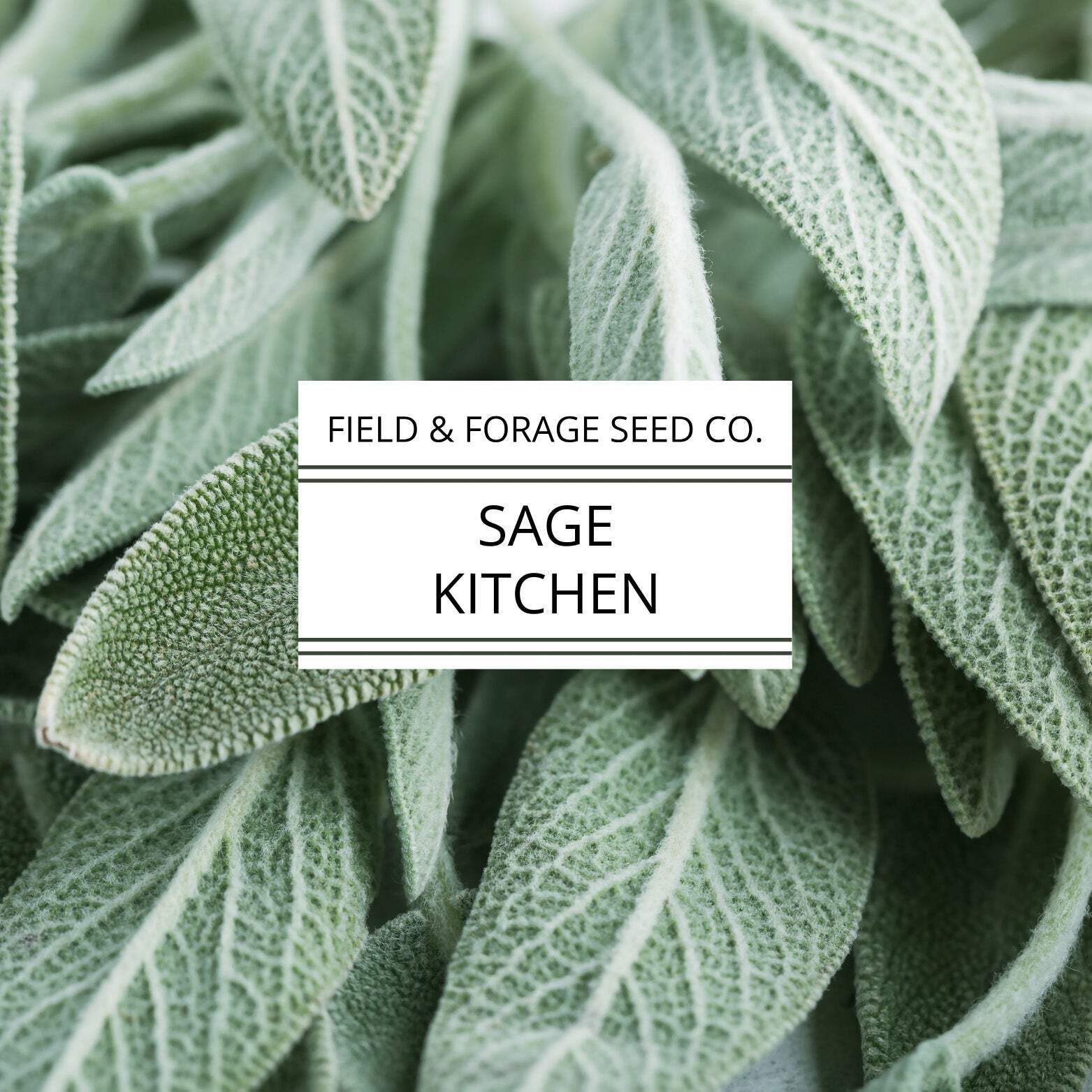 Sage ‘Kitchen’ | Salvia officinalis | Heirloom | Non-GMO | 100 Seeds