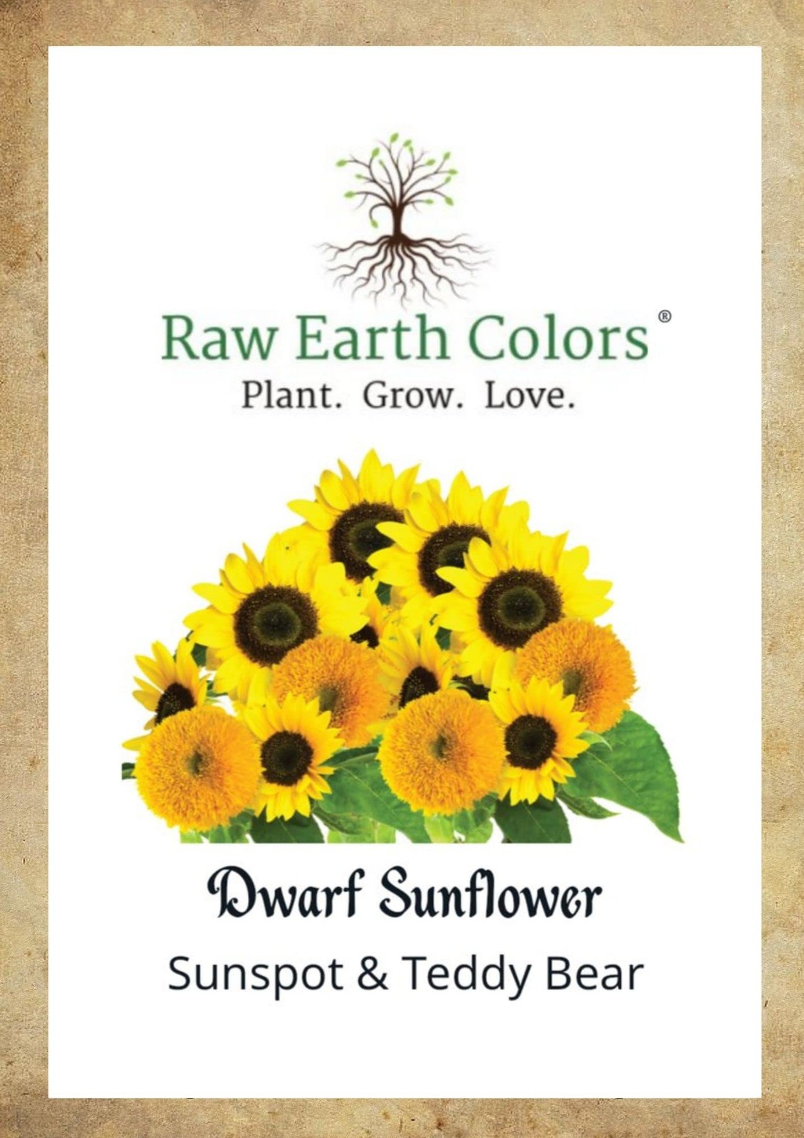 Dwarf Sunflower Seeds for Planting – to Plant and Grow Teddy Bear and Sunspot…