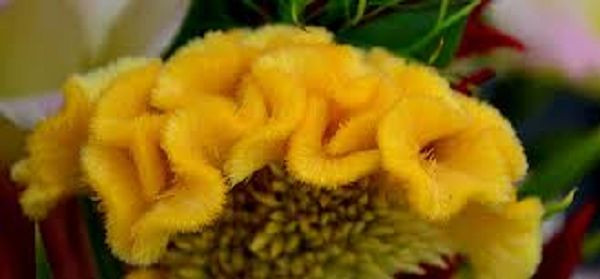 30+ Celosia Yellow Cockscomb Flower Seeds / Reseeding Annual