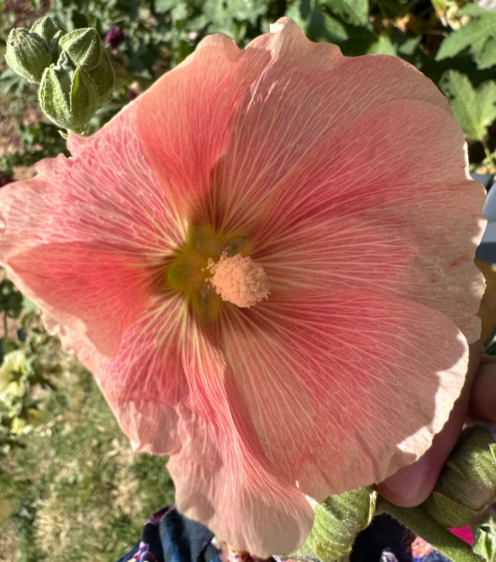 Hollyhock Single – 50 Seeds – Large Salmon Hardy Perennial Blooms