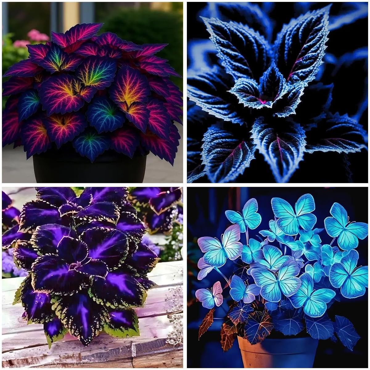 150+ Mixed Coleus Seeds for Planting – Non-Gmo Heirloom Rainbow Coleus Seeds Pai