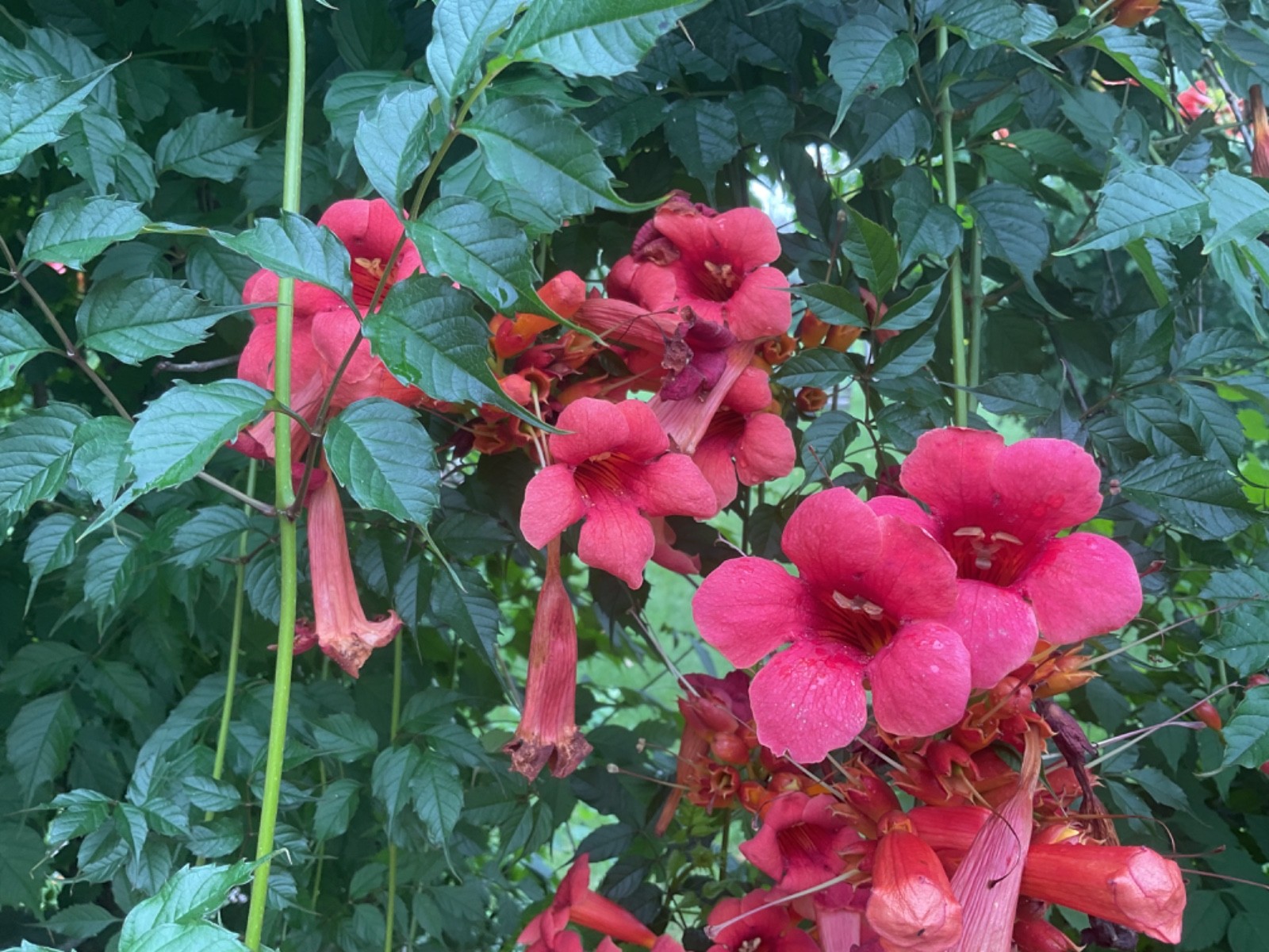 Trumpet Vine Trumpet Creeper (Campsis radicans), 25+ seeds