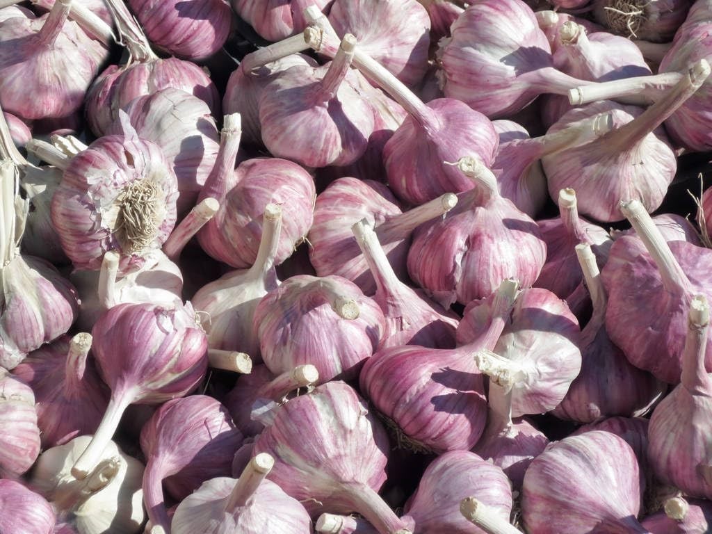 Garlic Seeds for Planting, 100 Organic Non-GMO Garlic Seeds for Planting Outd…