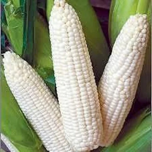 120+ Truckers Favorite White Corn Seeds – Heirloom