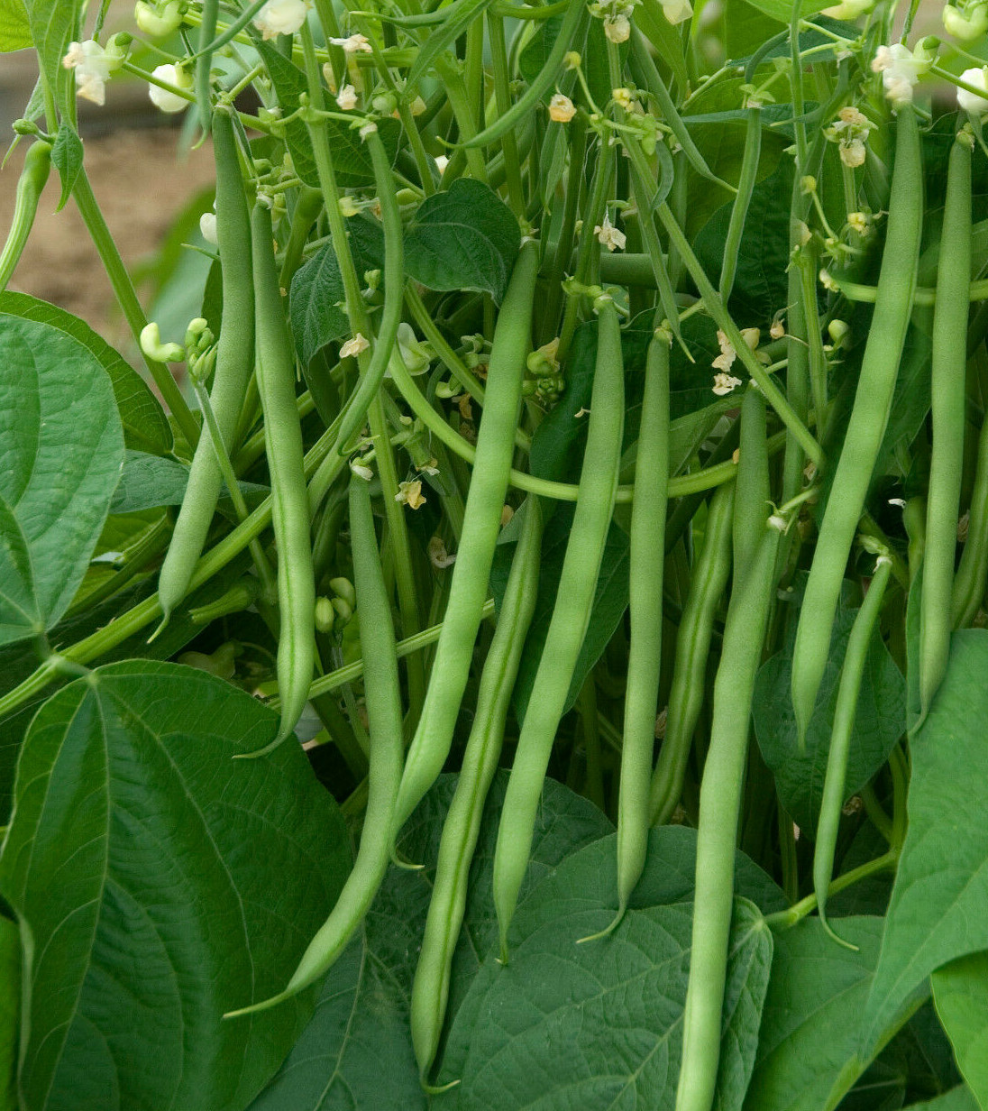 Kentucky Wonder Green Bean Seeds, Pole | Non GMO Runner Beans Snap Pea Seed 2024