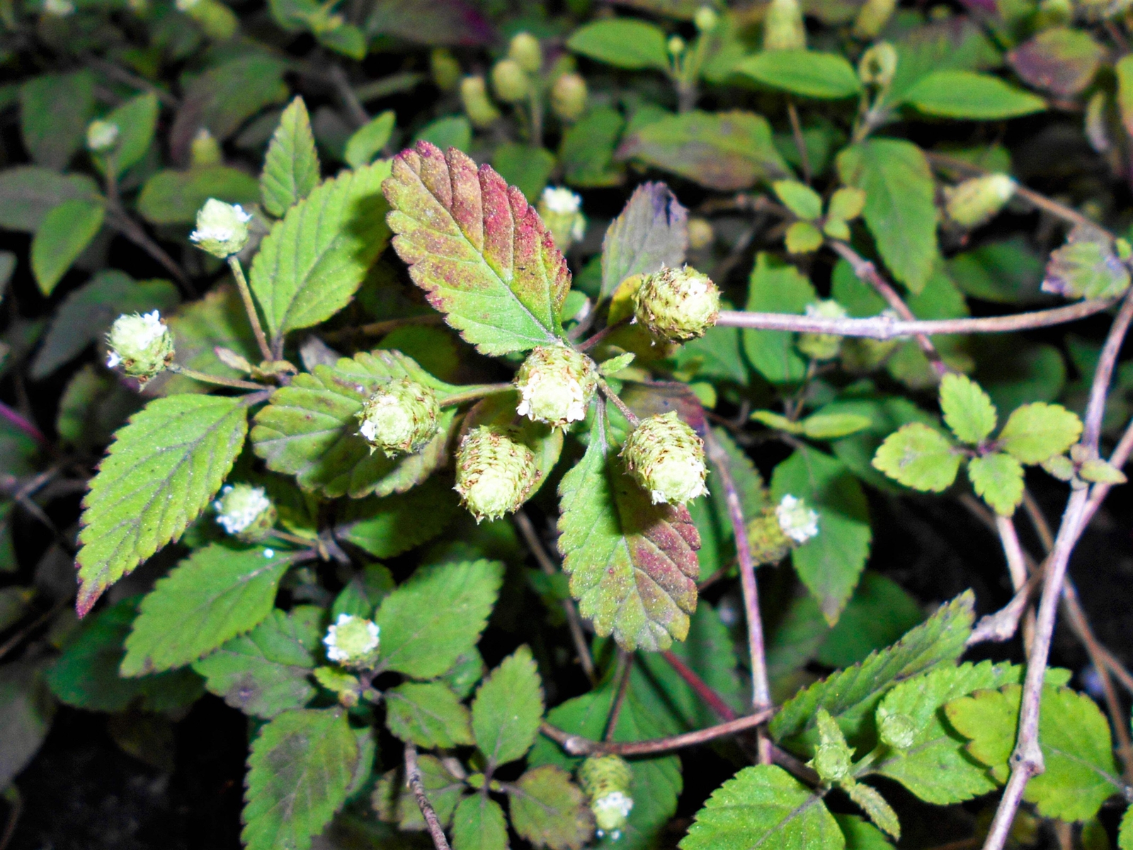 100 AZTEC SWEET HERB Honeyherb Mayan Mint Dulce Buttons Lippia Dulcis Phyla Seed