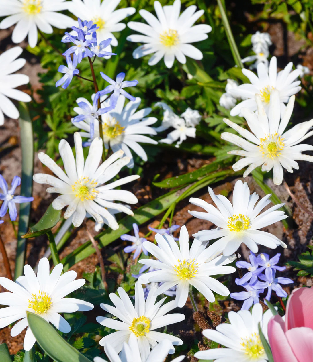White Splendor Anemone blanda – 25 bulbs