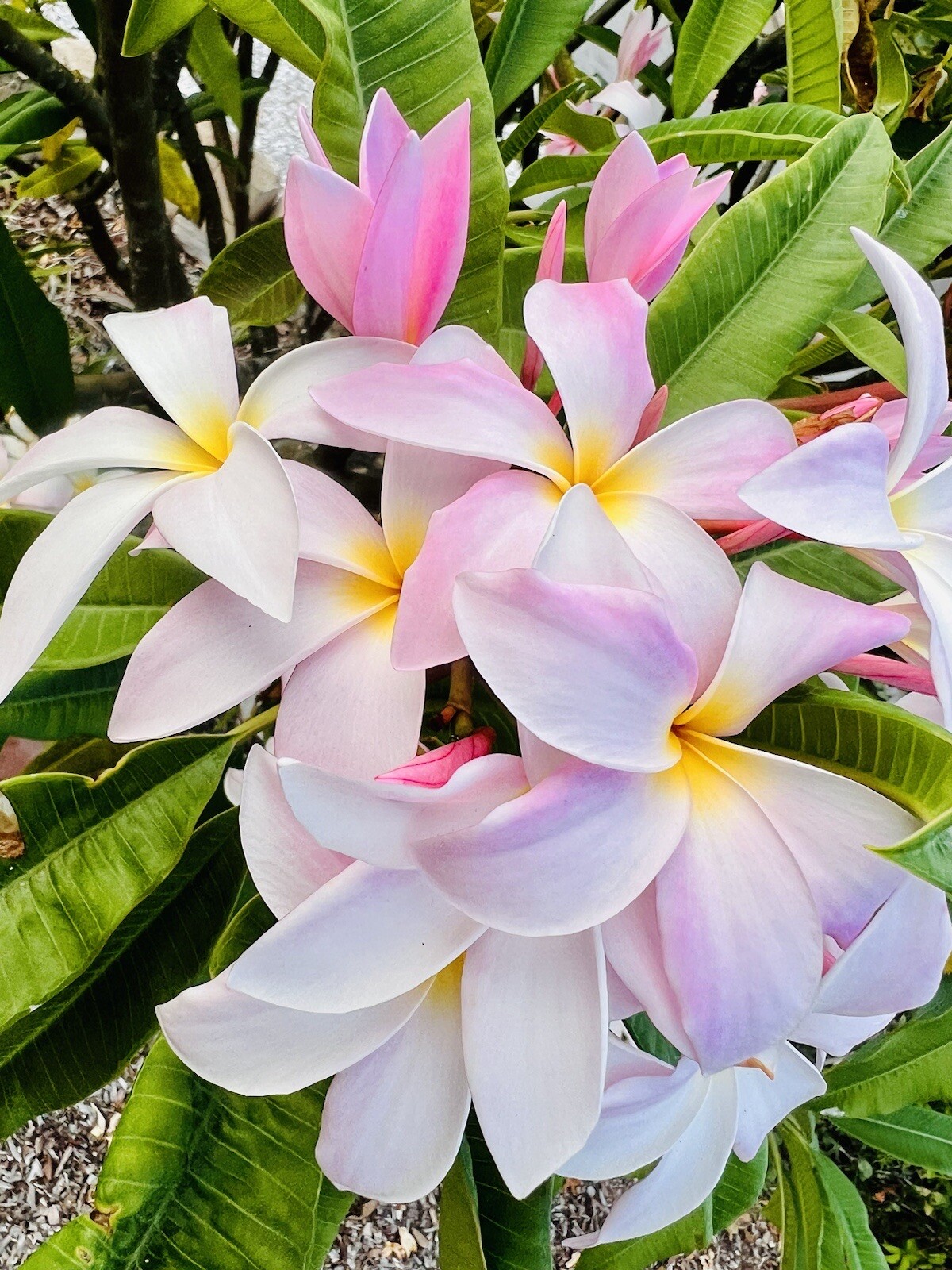 Plumeria Frangipani LIGHT PINK Hawaii Lei Flower Tree 10 Seeds FL Fresh 2024
