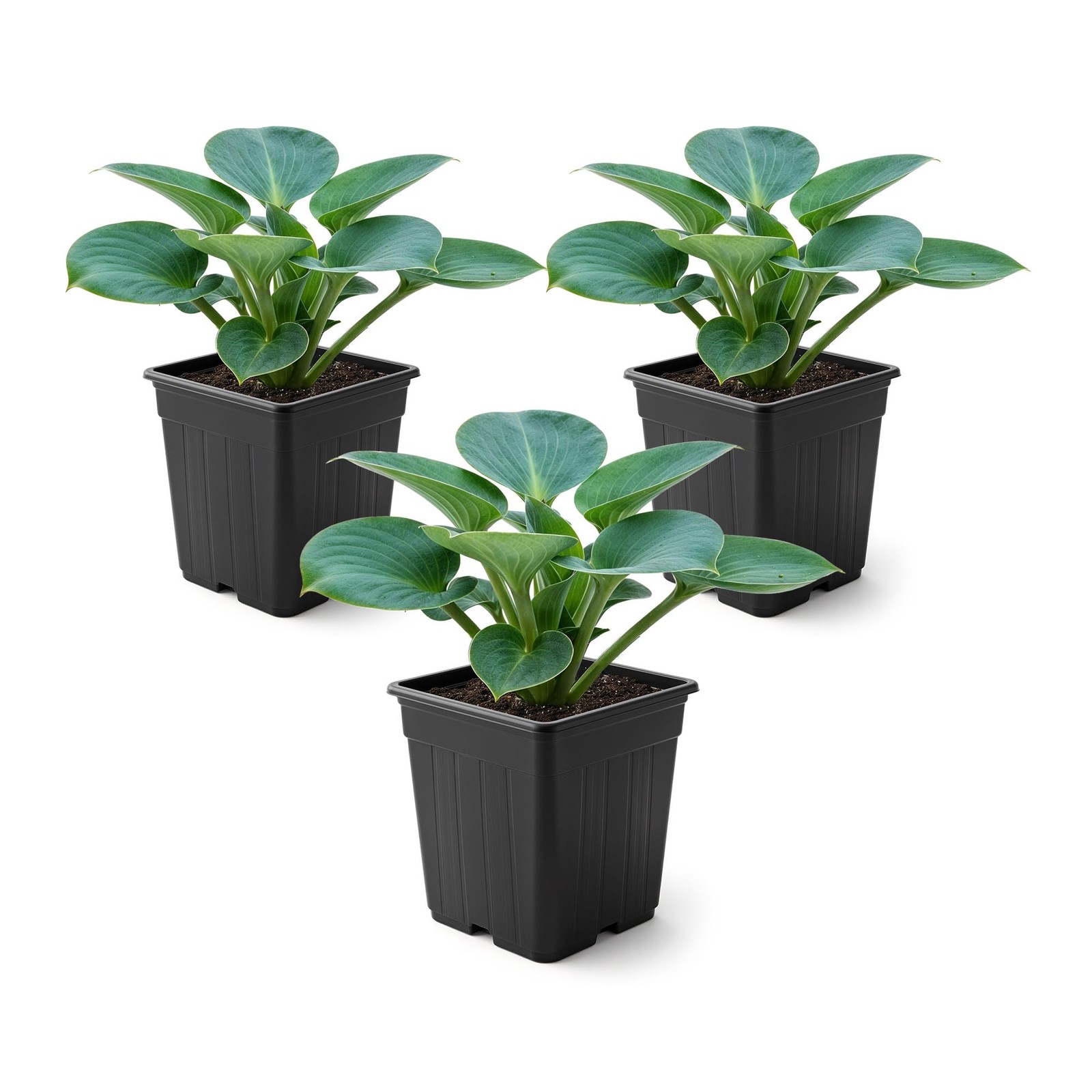 Live Perennial Hosta Blue Mouse Ears 3 Plants Per Pack Beautiful Accent Plan…