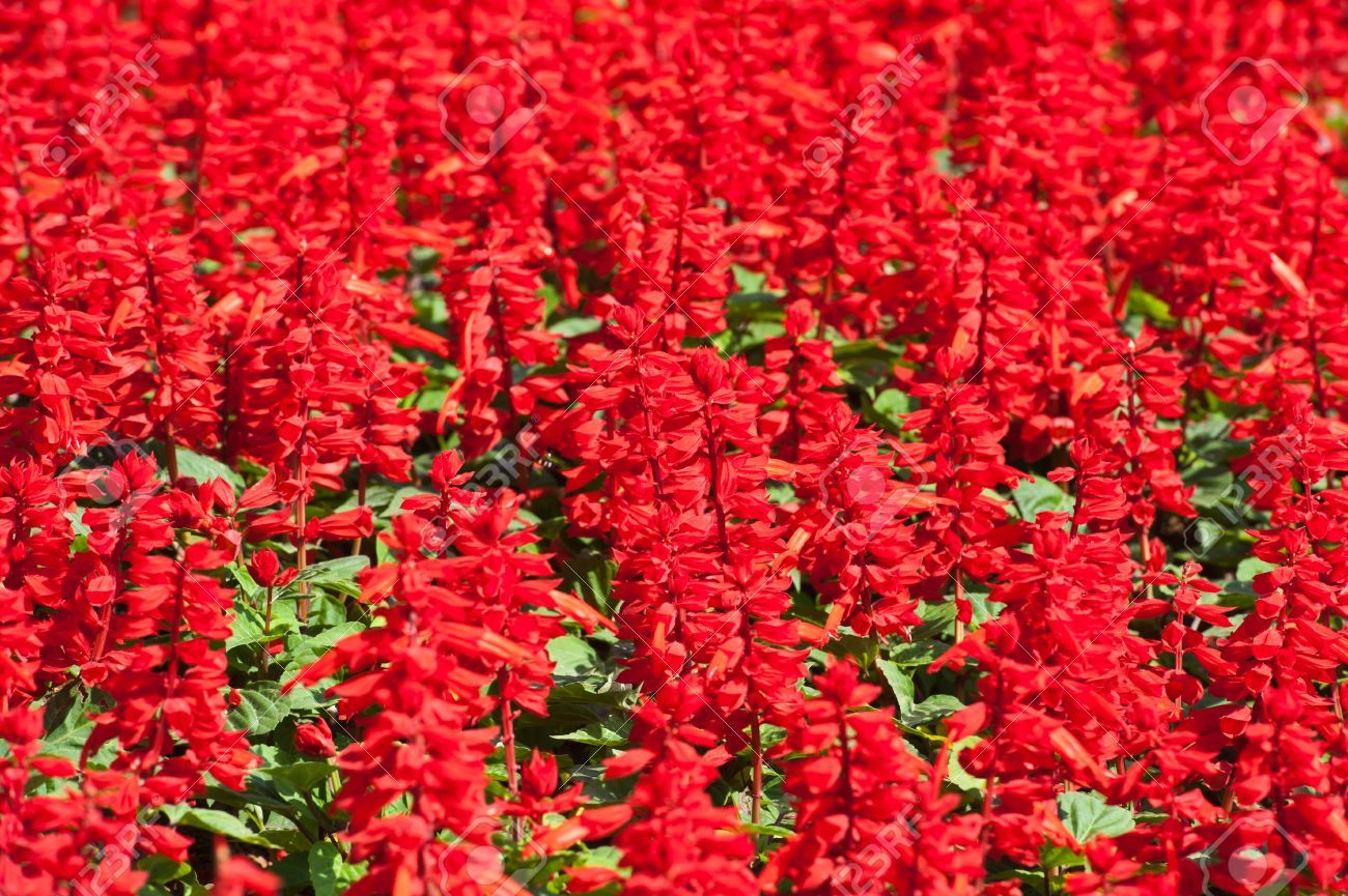 300+SCARLET SAGE Flower Seeds Wildflower Garden Container Drought Heat Cold Easy
