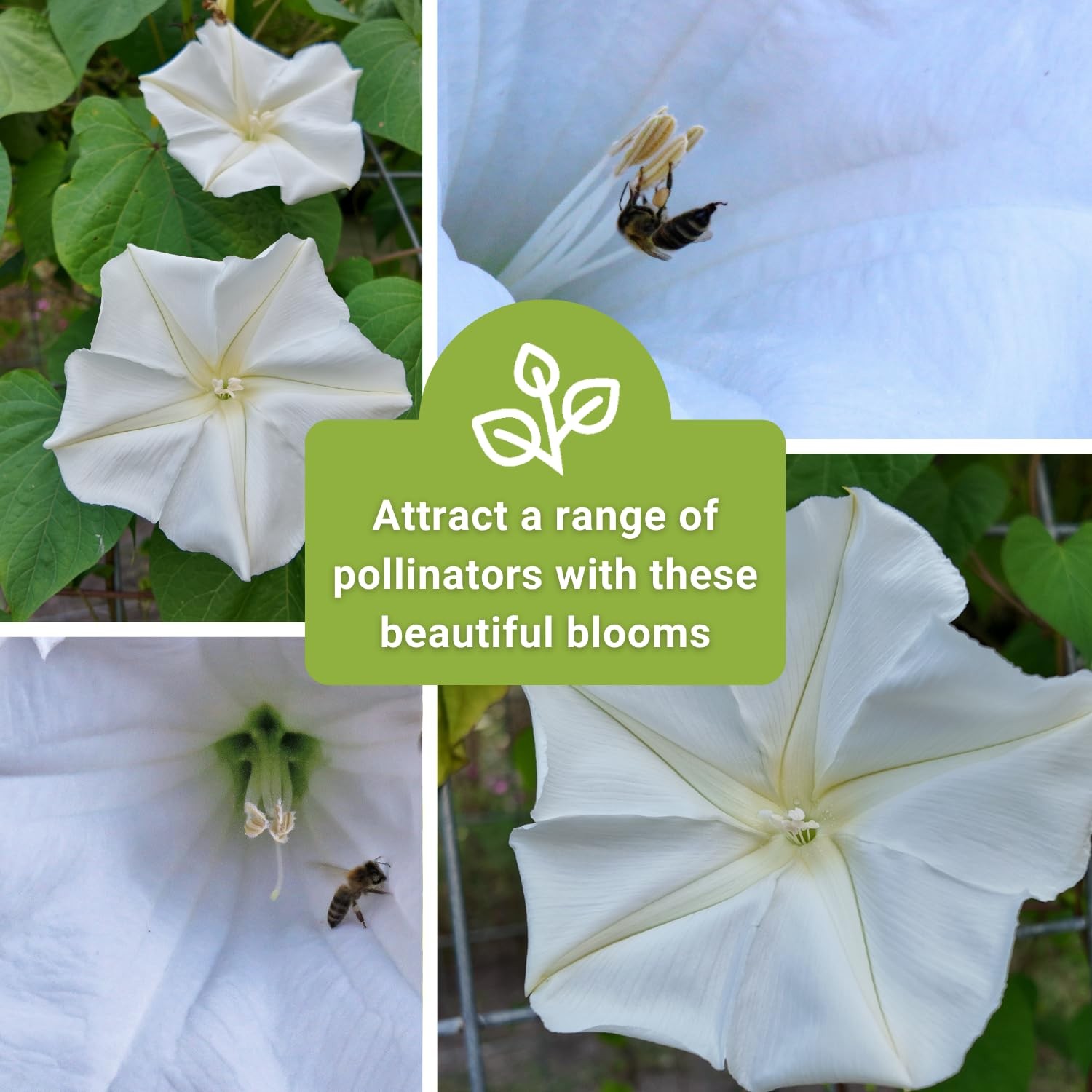 Moonflower Seeds for Planting Ipomoea alba Vining Plant NonGMO Heirloom …