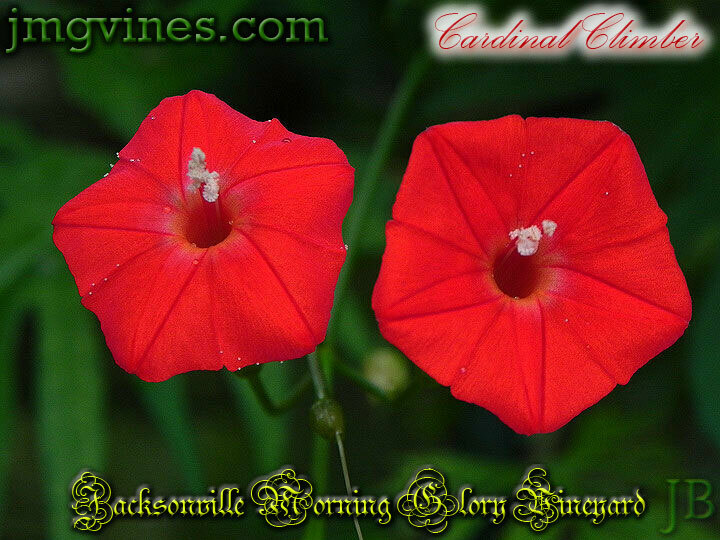 Cardinal Climber Ipomoea Sloteri Morning Glory 8 Seeds