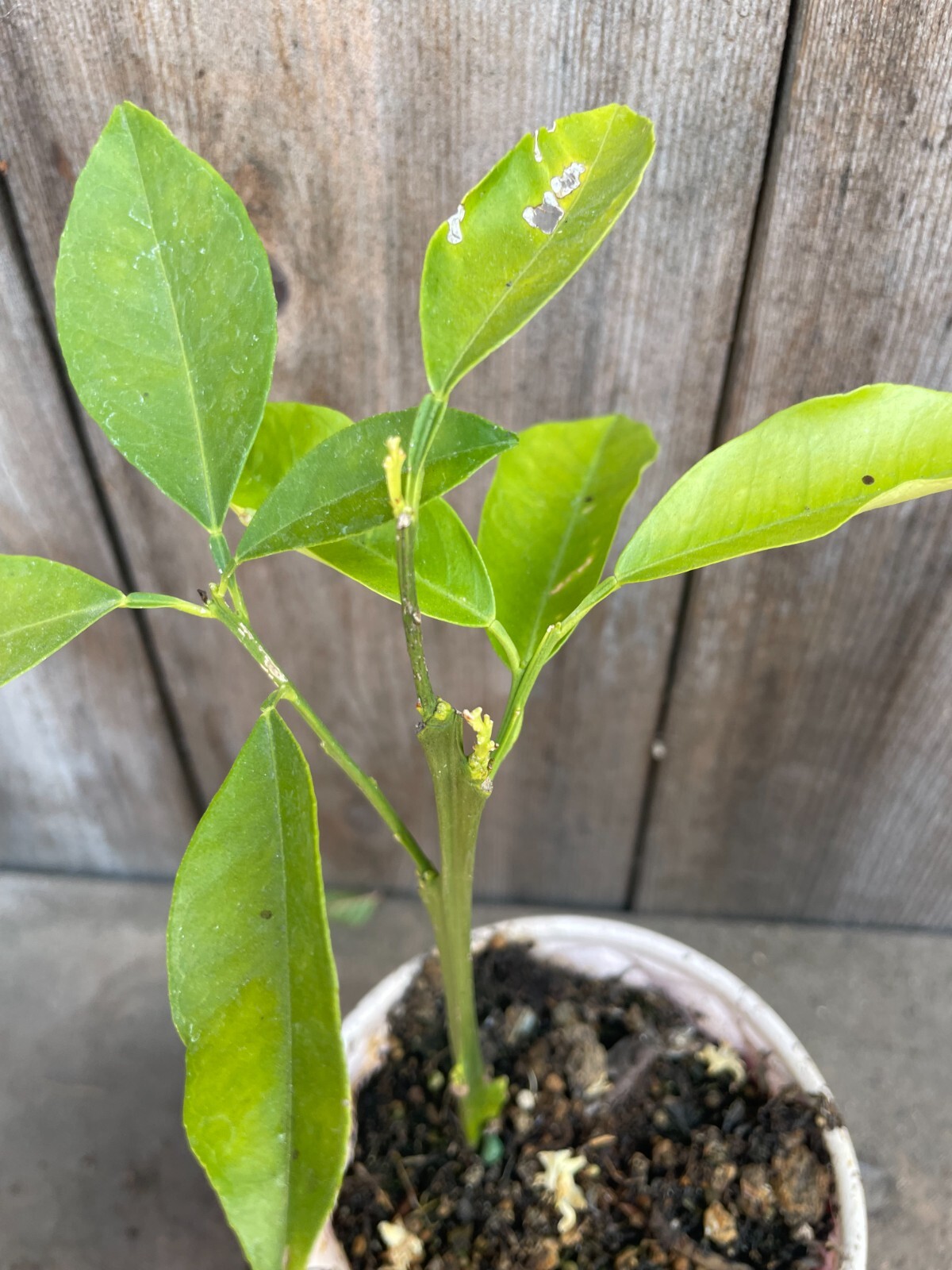 1 Valencia Orange Starter Tree From Cuttings From The Parent Tree in My Garden