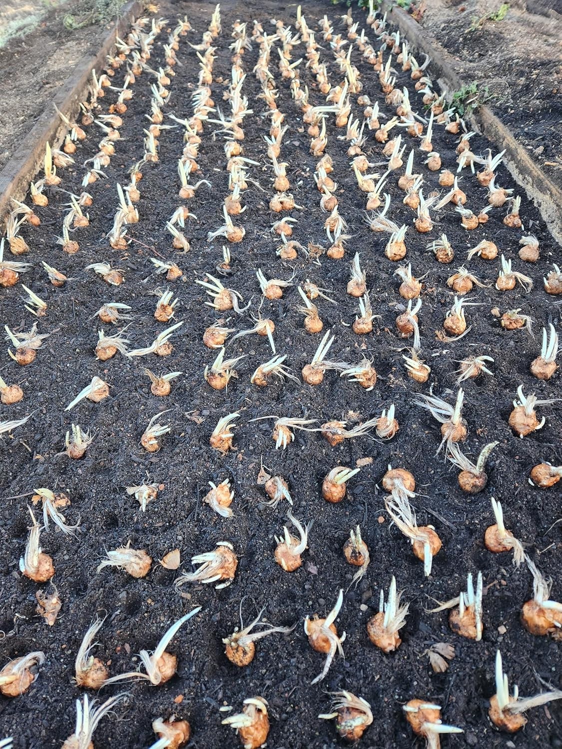 3 Saffron Crocus Corms Bulbs Crocus Sativus Huge 10+ cm for Planting