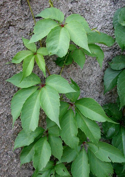 3 Virginia Creeper plant Perennial Live rooted cuttings Ground Cover Hardy Vines