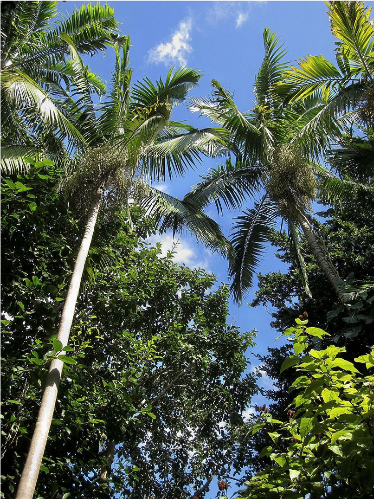 100 Heterospathe elata/ Sagisi palm, Palm tree seeds, plus free gift- R