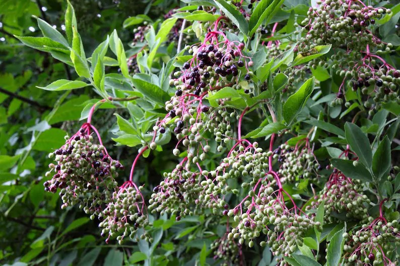 50 Pcs Elderberry Seeds | Home Garden Fruit Shrub Seeds