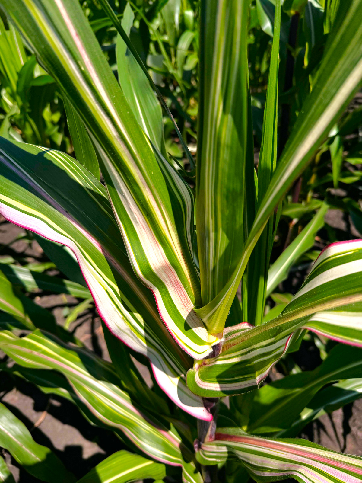 Striped Japonica Ornamental Corn Seeds – For 2025 Planting Rainbow Candy-stripe