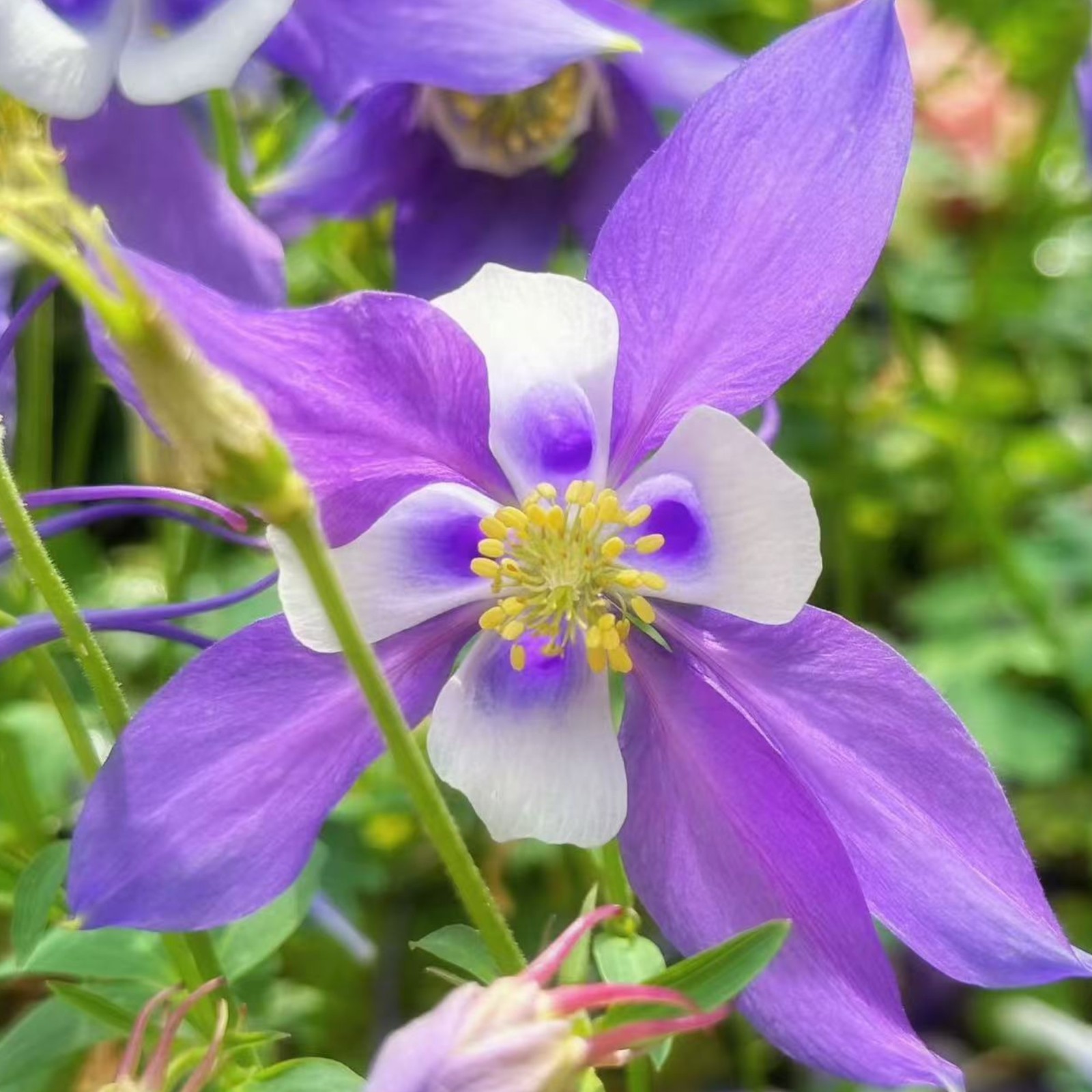 1000 Blue & White Columbine Seeds – Elegant Bi-Color Blooms for Shade Gardens