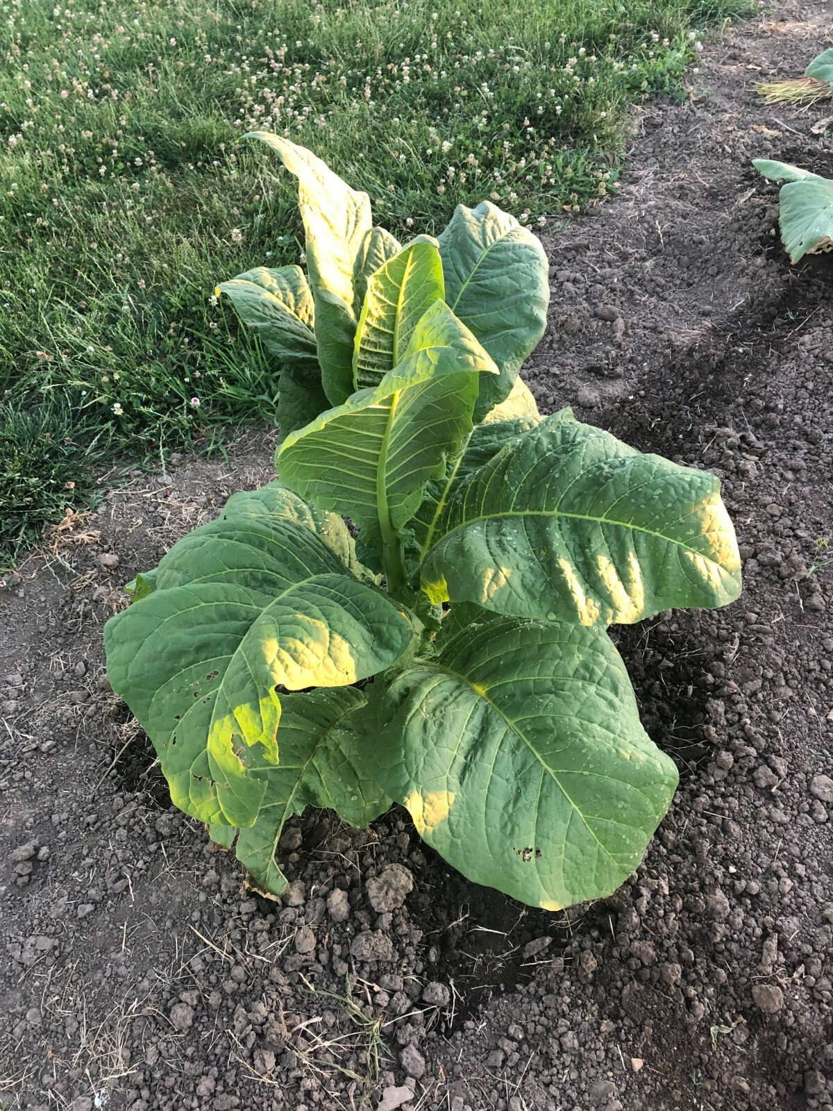 Virginia Gold Tobacco Seeds (approx. 2,000 seeds)