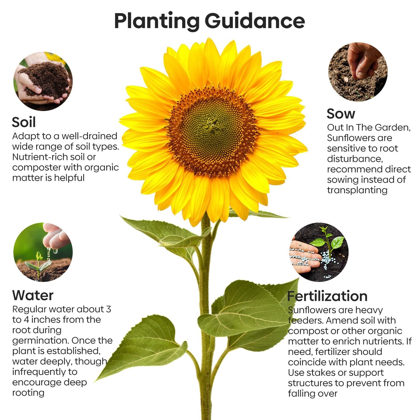 Giant Sunflower Seeds – 300+ Non-GMO Heirloom Seeds, 6-12 FT Tall, High Germinat
