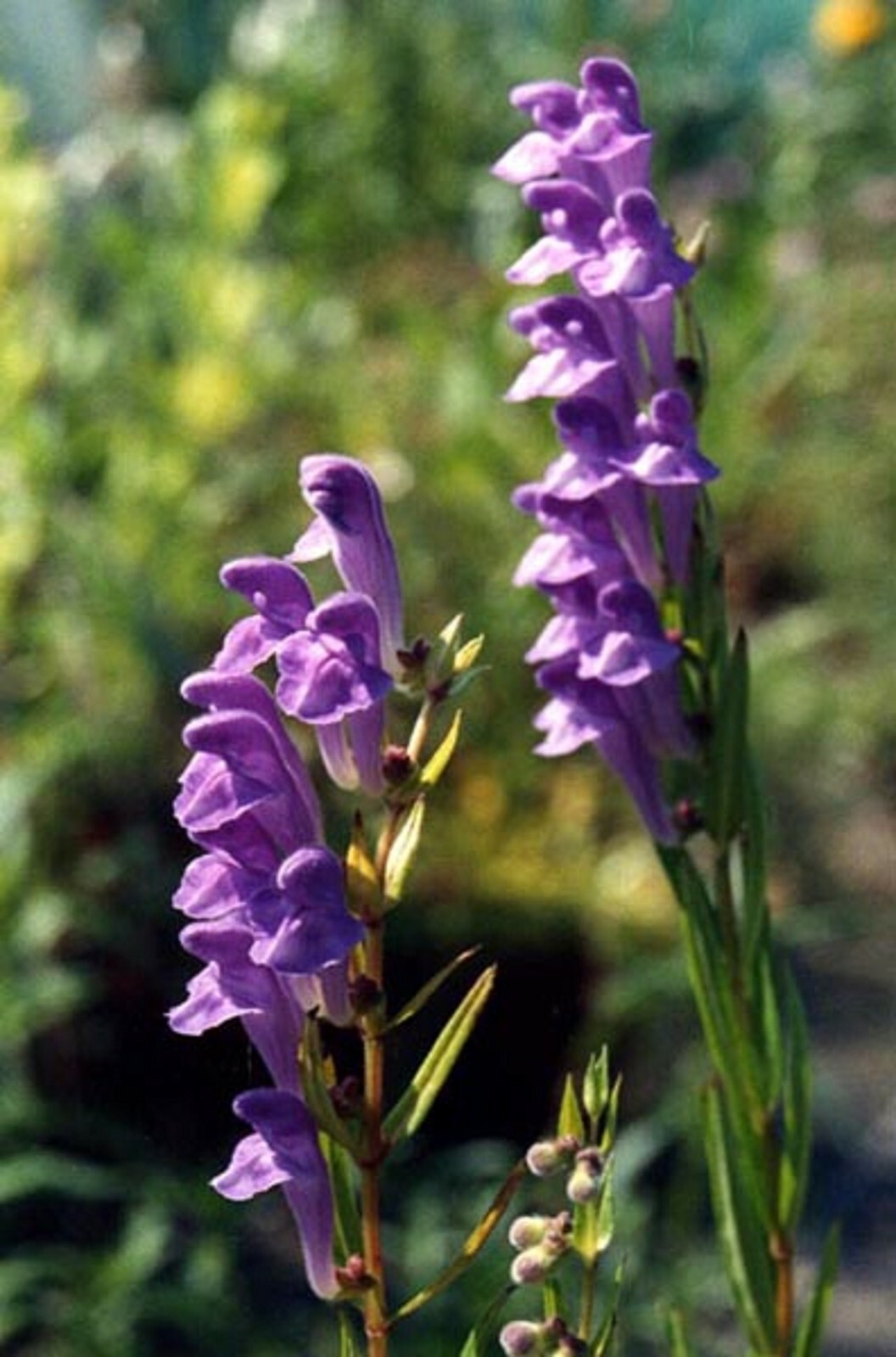 50 Baikal Skullcap Seeds – Scutellaria baicalensis – Perennial Flower Root Herb
