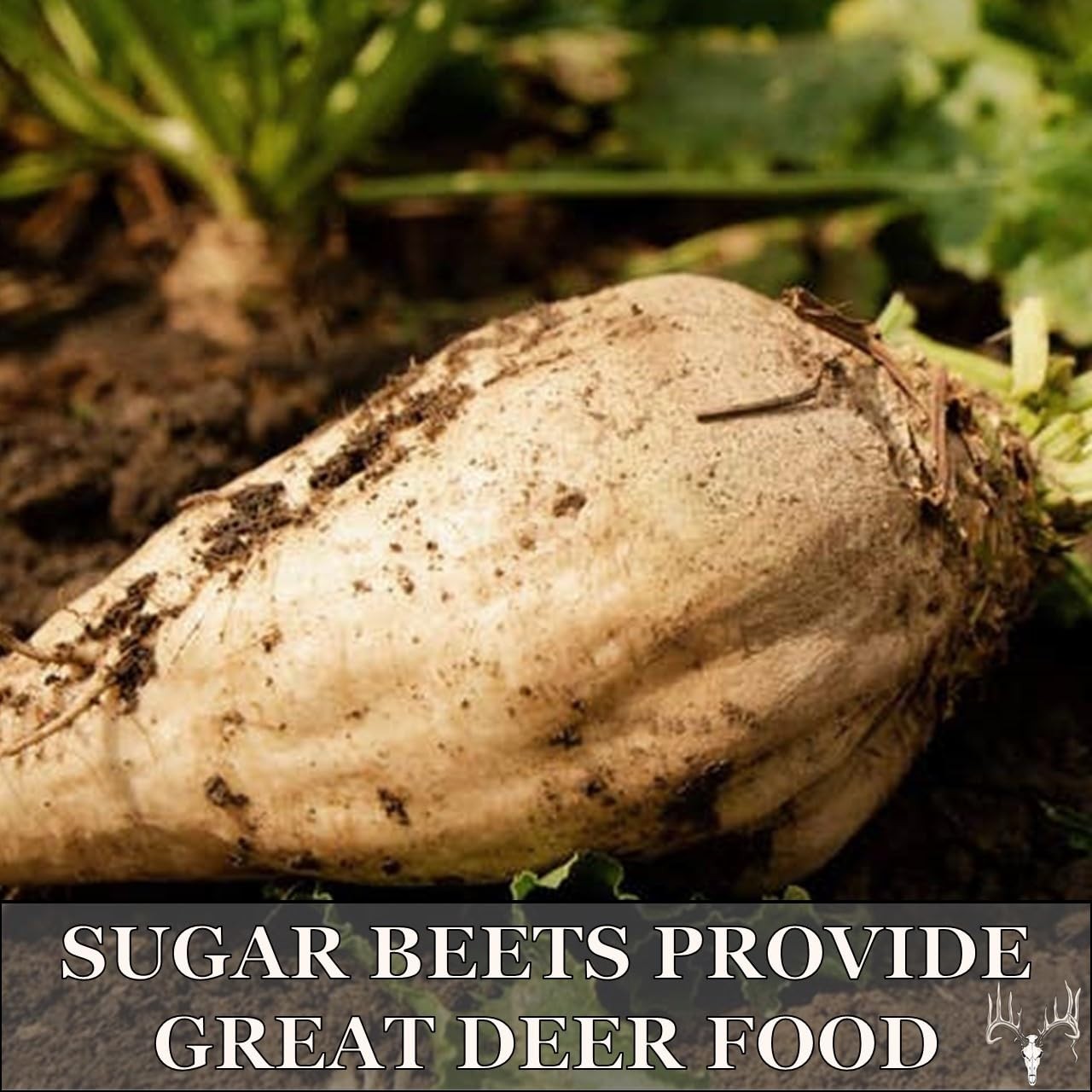 Fall Food Plot Seed Mix for Whitetail Deer & Turkey 4 lbs, No Till, 0.67 Acres