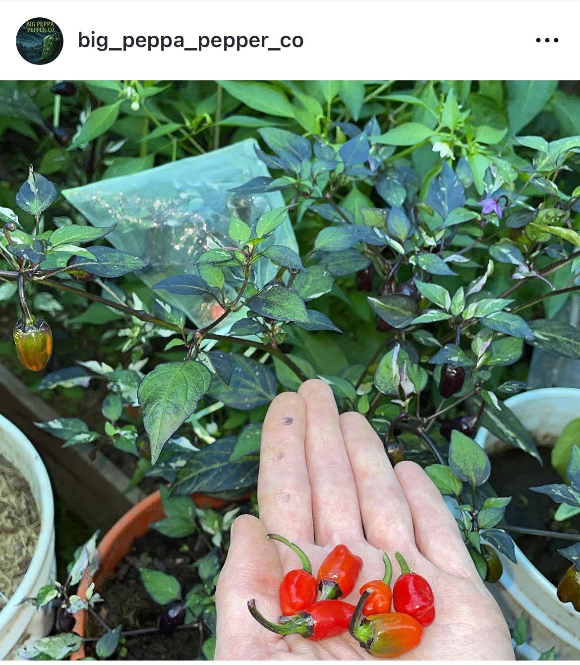 [HOT PURPLE TIGER] *RARE* PEPPER SEEDS FRESH HARVEST 2025 FREE SHIPPING!