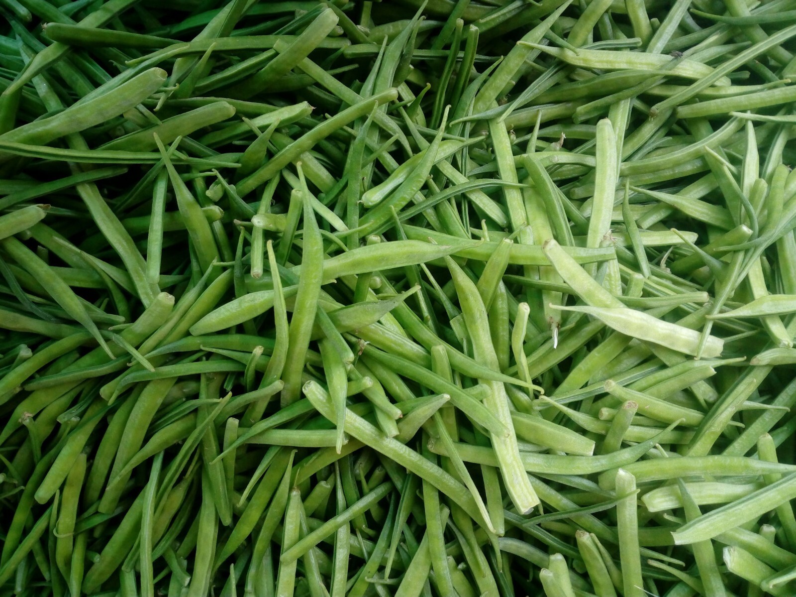 10 Seeds –Cyamopsis tetragonoloba -Guar Bean- Cluster Bean- Annual Legume