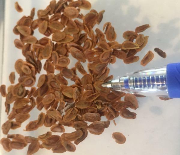 Asclepias verticillata | Whorled Milkweed | Horsetail Milkweed | 50 seeds