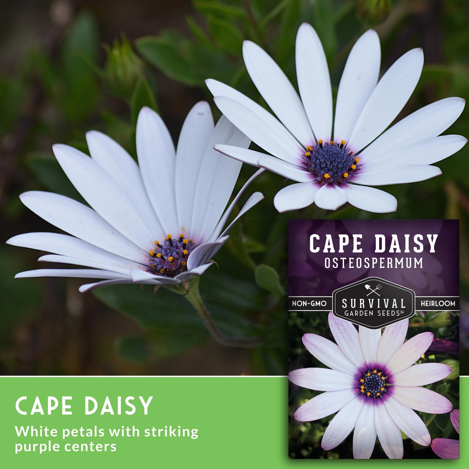 Cape Daisy Seeds – Osteospermum Ecklonis – White Purple Eyes – Long Blooming
