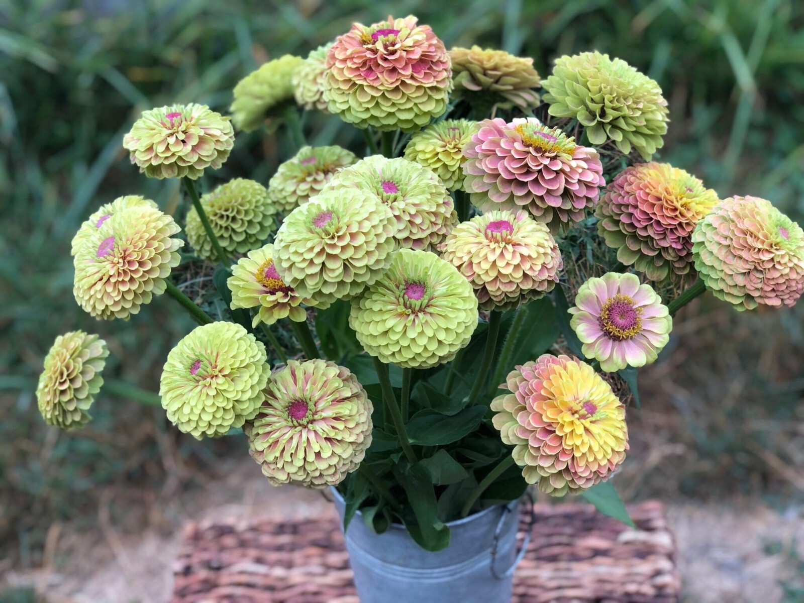 100+ Queen Lime Blush Zinnia Seeds for Garden Planting – USA – FREE SHIPPING!