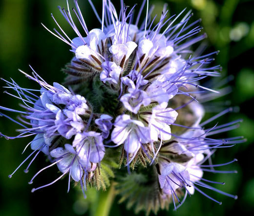 LACY PHACELIA Phacelia Tanacetifolia – 50,000 Bulk Seeds