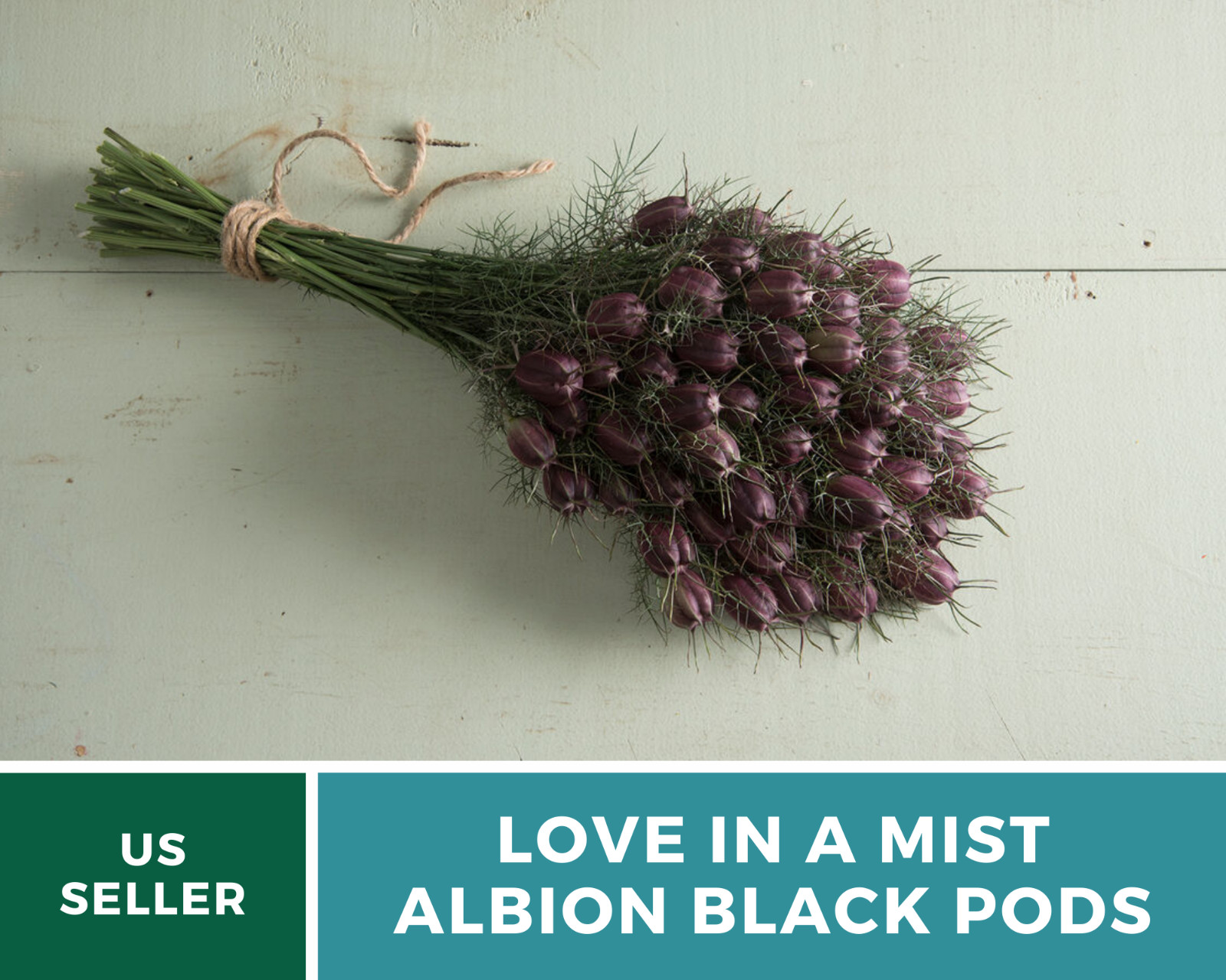 Love in a Mist, Albion Black Pods – 100 Seeds (Nigella Damascena)