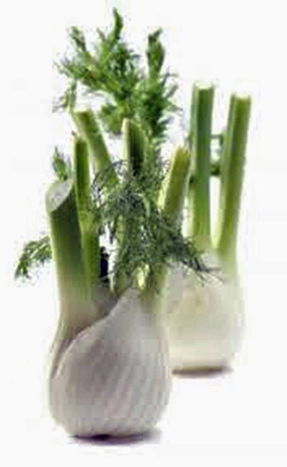 Heirloom Sweet Fennel Seeds, Non-GMO, 100 Ct, Grow Aromatic Herb Garden