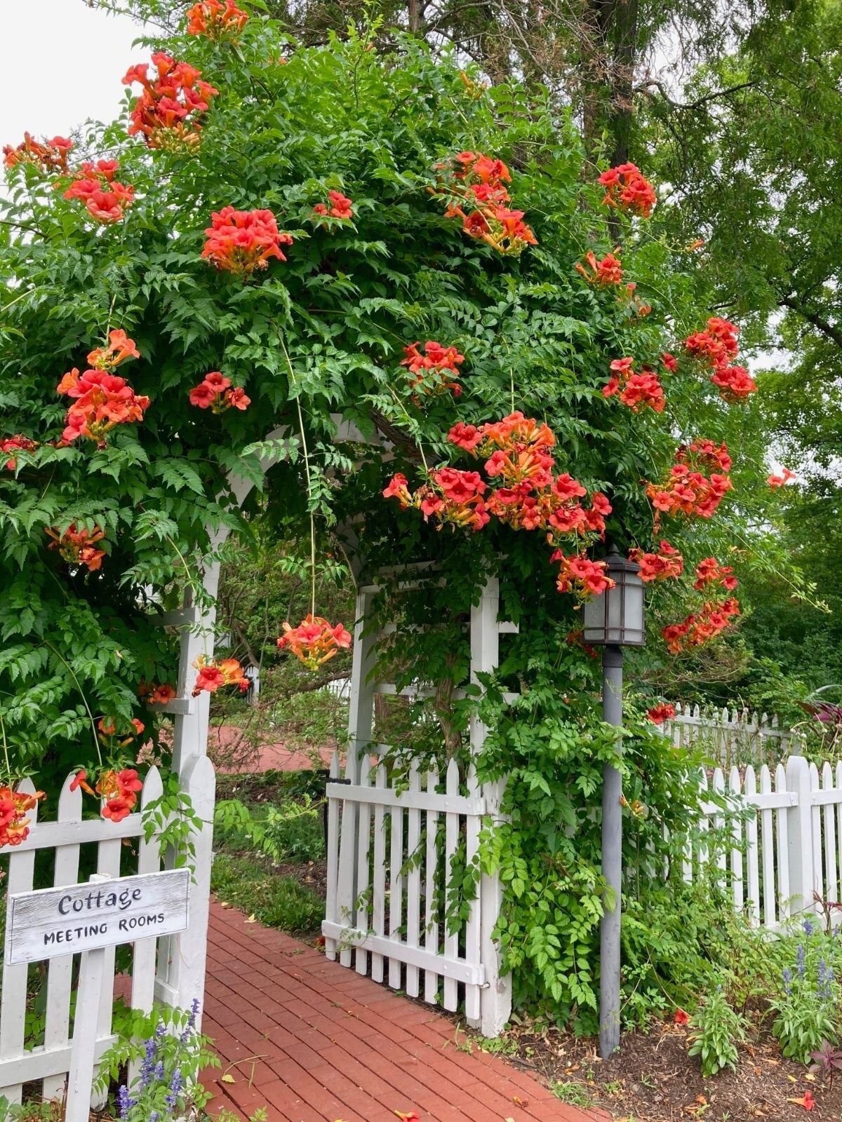 25 Perennial Red Trumpet Vine Seeds-Native Hummingbird Vine-Campsis radicans