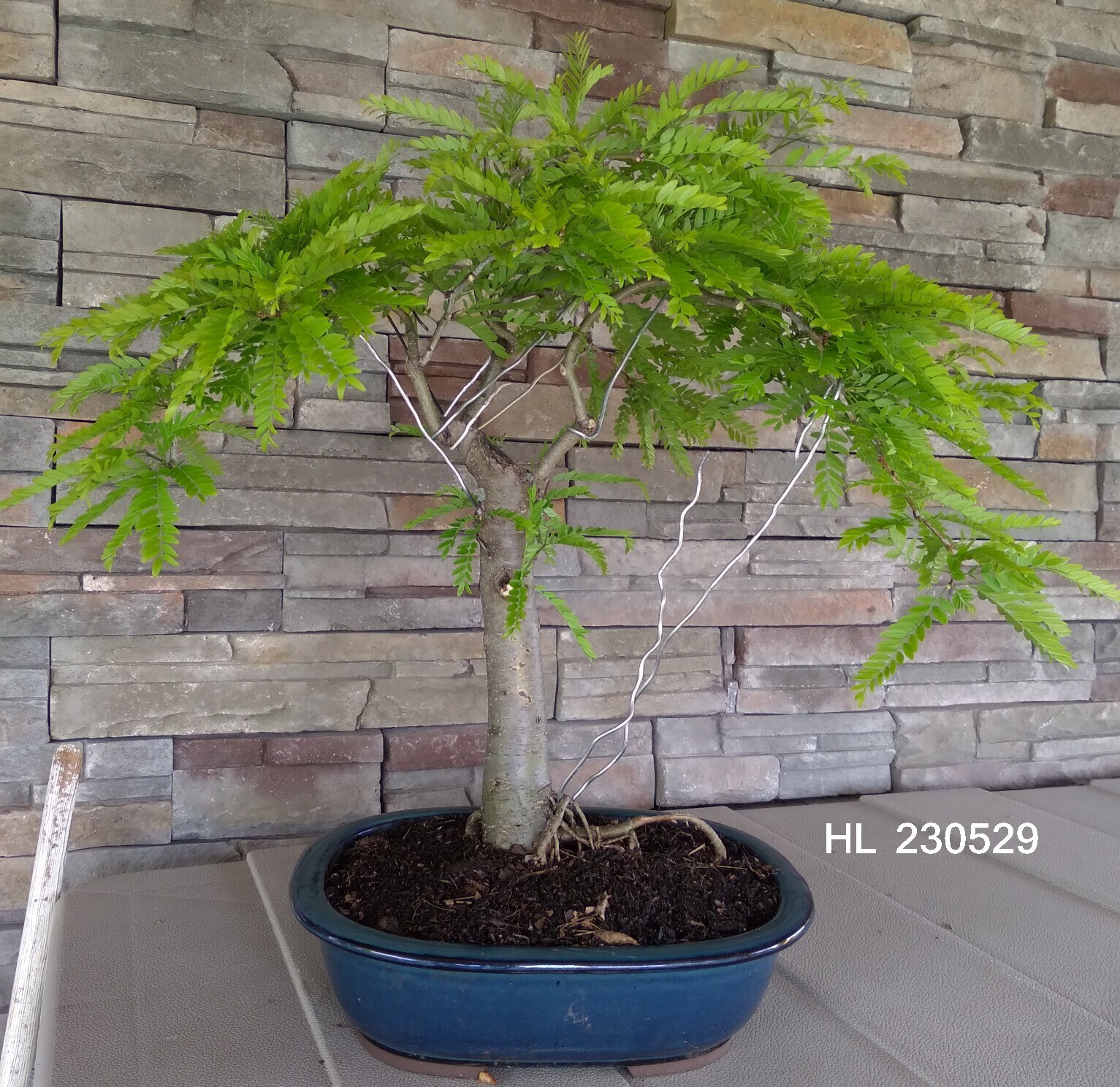 SEEDS Gledestris triaclanthos, Honey Locust 10 seeds
