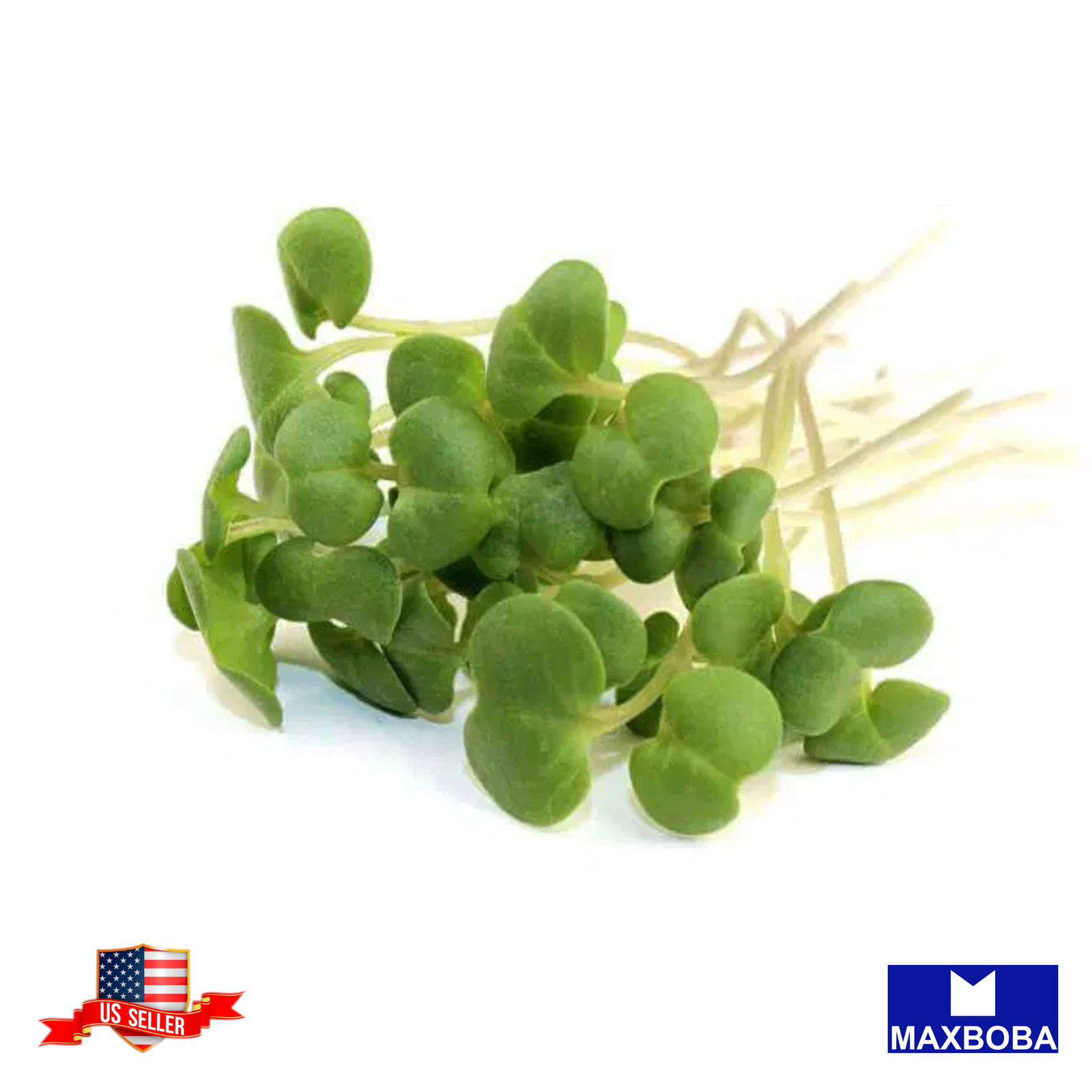 Turnip Microgreens Seeds Purple Top White Globe 4000 Non-GMO Heirloom